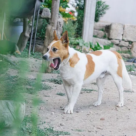 Quinta De Fiaes 农家乐 *