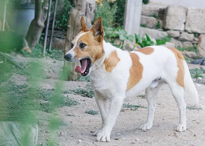 Quinta De Fiaes 팜스테이 *